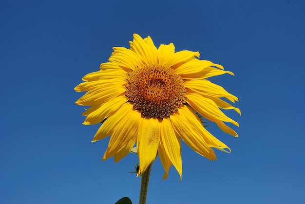 太陽の花畑