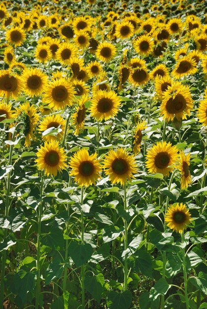 Sun flower field