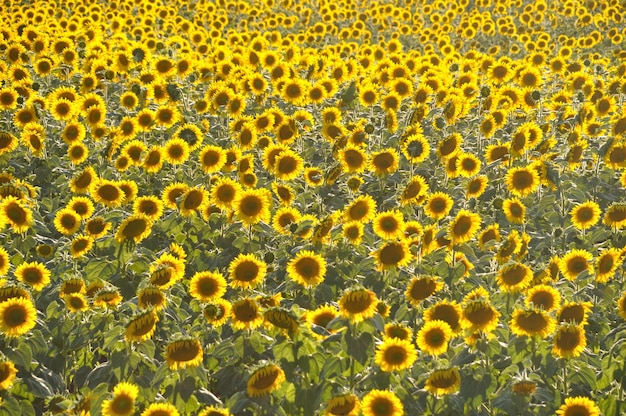 Sun flower field