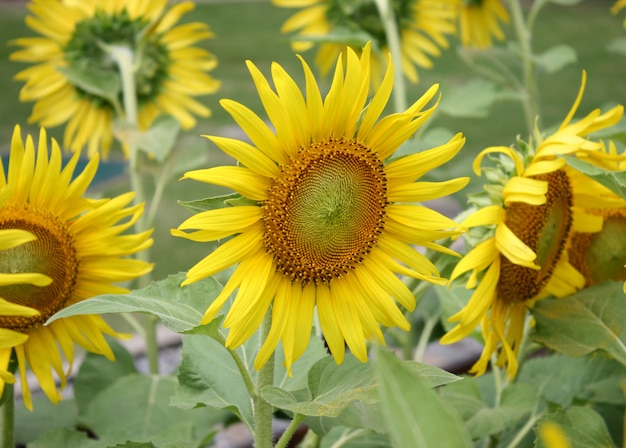 Sun flower field