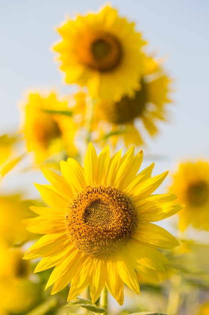 Sun Flower in the Garden Thailand