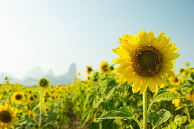 Sun Flower in the Garden Thailand