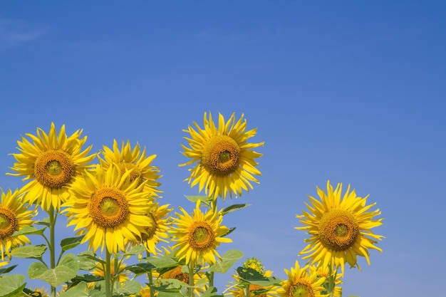 Sun flower in garden