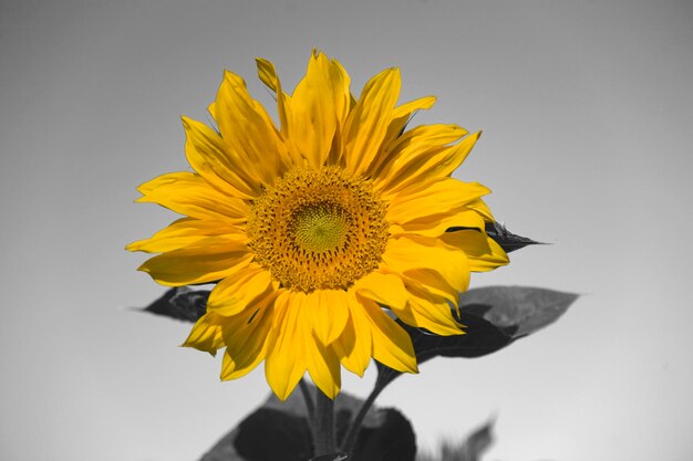 Sun flower helianthus annuus