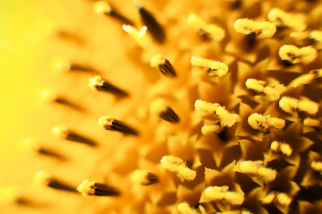 Sun flower in macro, Beautiful texture for background of sunflower close up