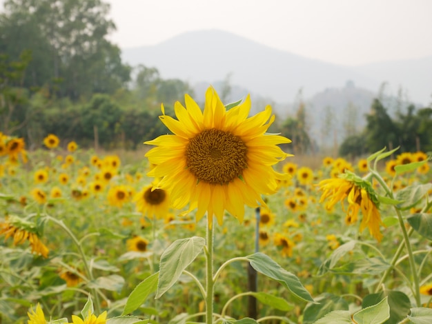 太陽の花、自然の背景