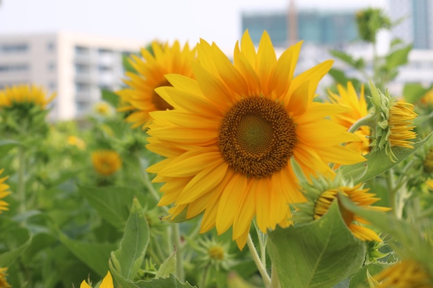 Sun flower, use as wallpaper