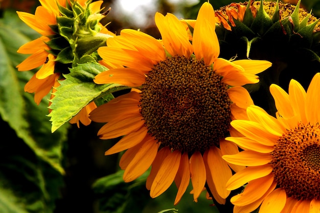 Foto fiore di sole