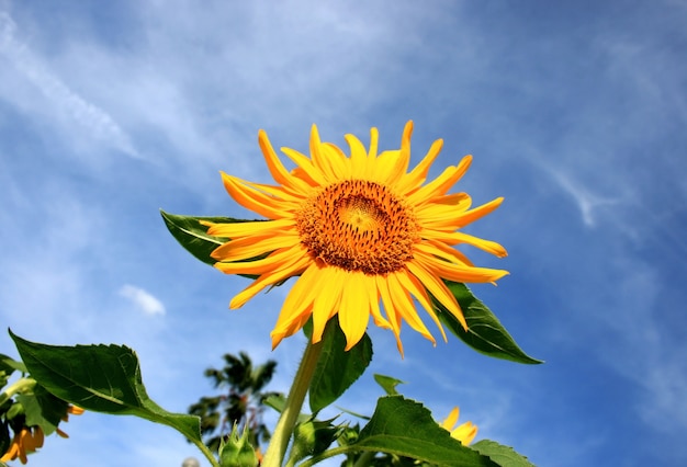 庭の太陽の花