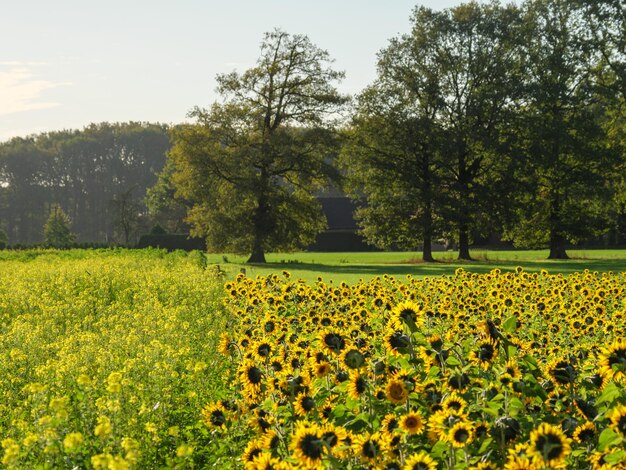 sun flowers in germany