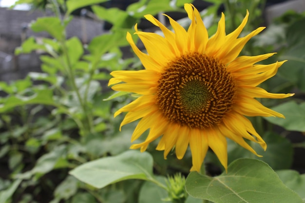 太陽の花の写真プレミアム