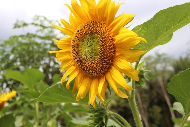 sun flowers photo premium