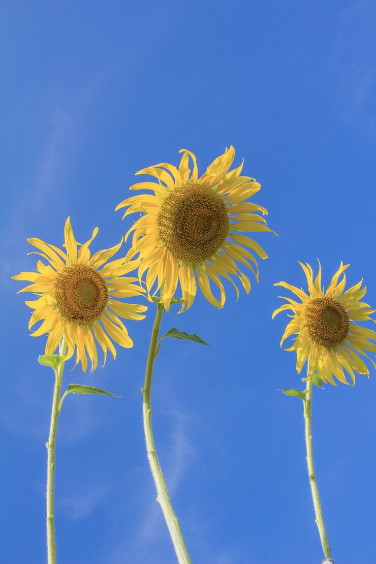 Photo 태양과 꽃