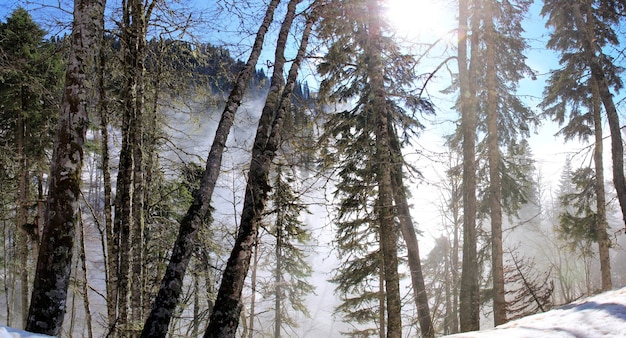 Солнце и туман в горном лесу зимой