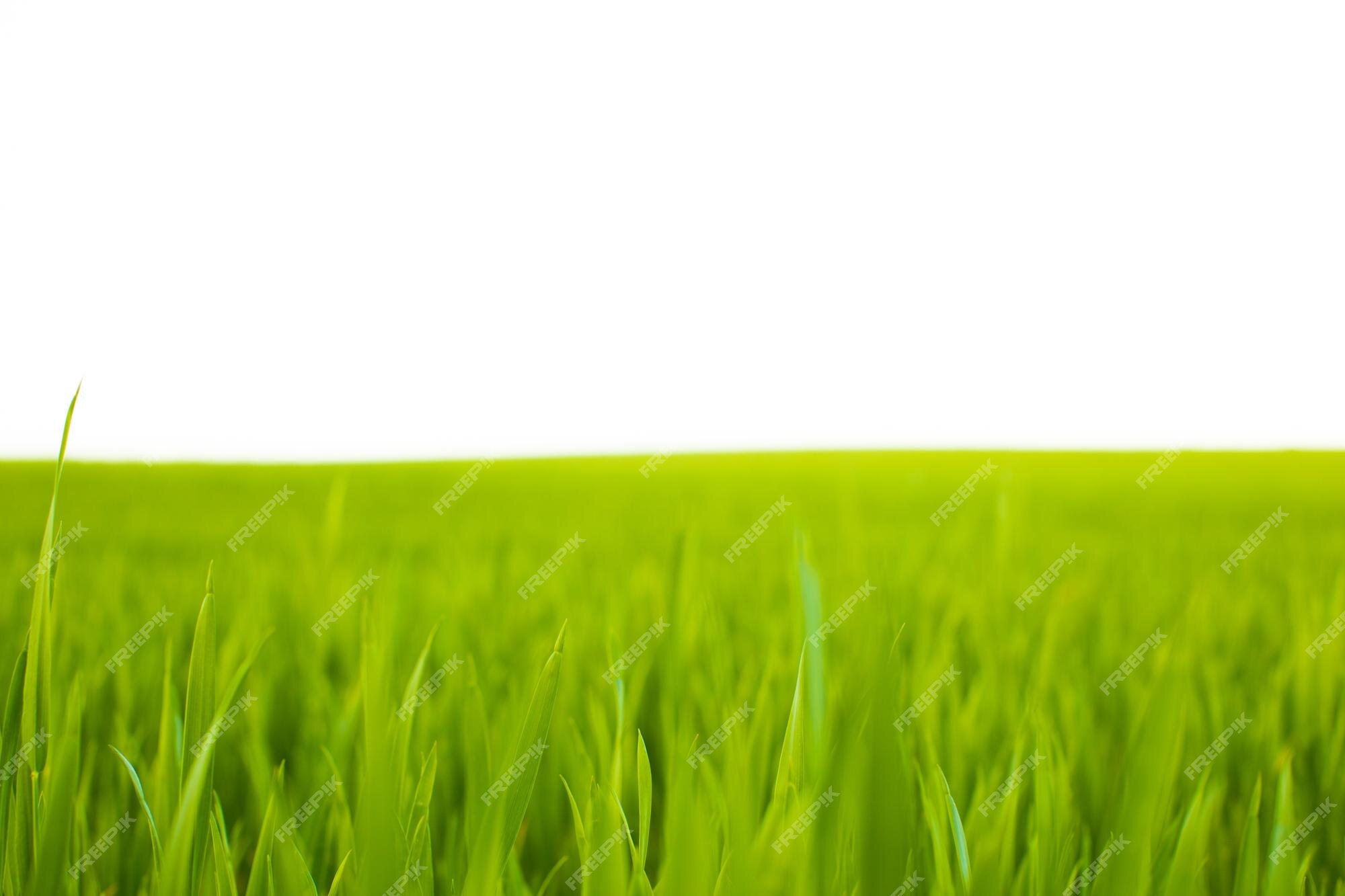 Premium Photo | The sun is about to reach the horizon on rice seedlings  background texture