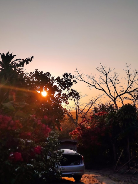 Foto il sole sta tramontando dietro gli alberi