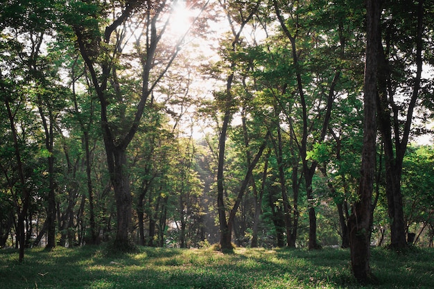 The sun is shining through the trees