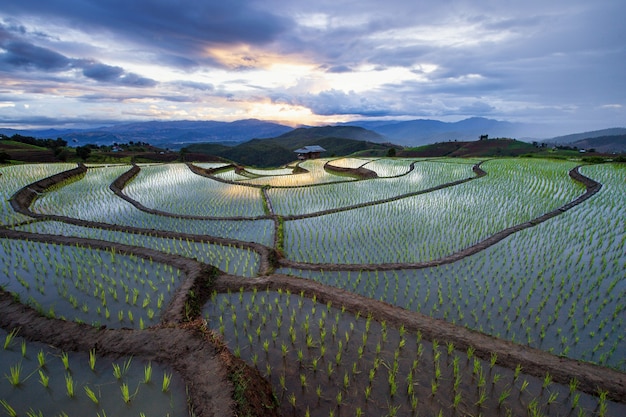 Sun light on terraces rice fields.