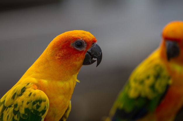 Sun Parakeet or Sun Conure parrot, beautiful yellow and orange parrot bird  