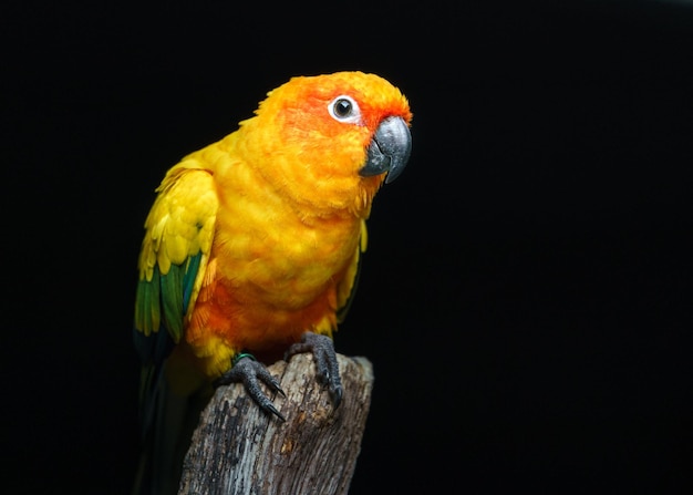 Sun parakeet