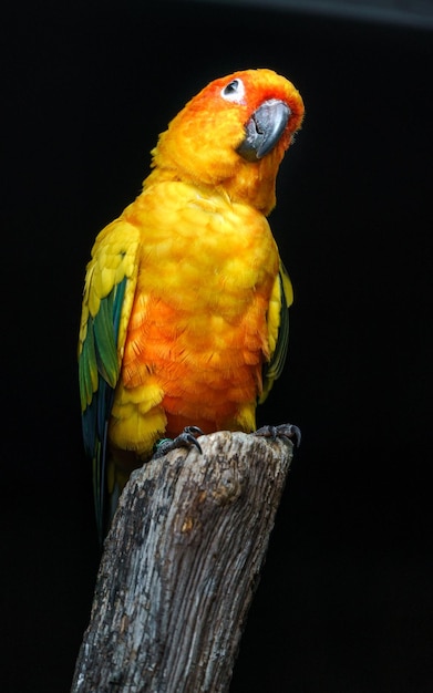 Sun parakeet