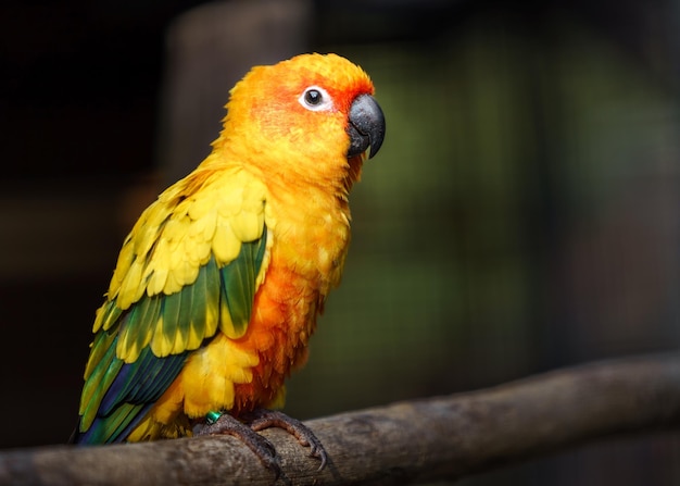 Sun parakeet