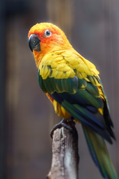 Sun parakeet