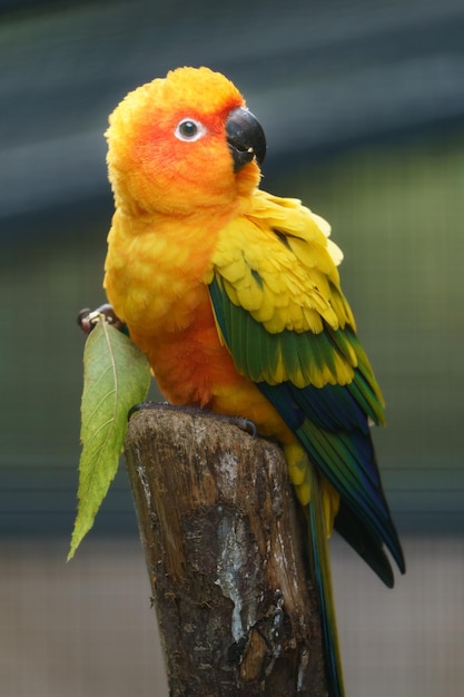 Sun parakeet