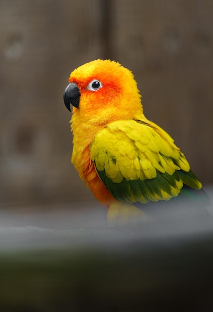 Sun parakeet