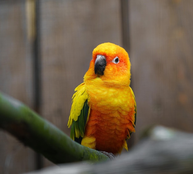 Sun parakeet