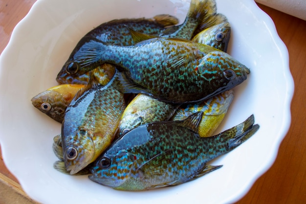 Sun perch. Colorful fish in a plate.