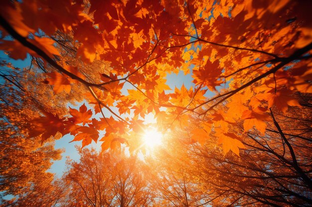 Sun Piercing Through Autumn Canopy