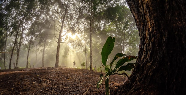 Sun ray in the tropical forest