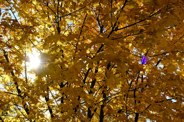 Sun rays breaking through thick yellowed autumn maple foliage