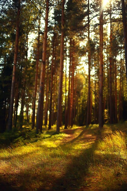 sun rays in coniferous forest, abstract landscape summer forest, beautiful wilderness nature