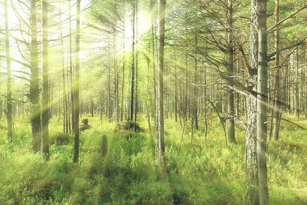 Raggi del sole nella foresta di conifere, paesaggio astratto foresta estiva, bellissima natura selvaggia