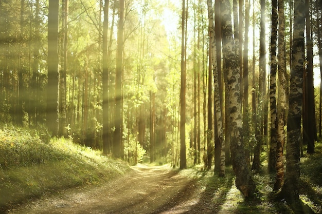 солнечные лучи в хвойном лесу, абстрактный пейзаж, летний лес, красивая дикая природа