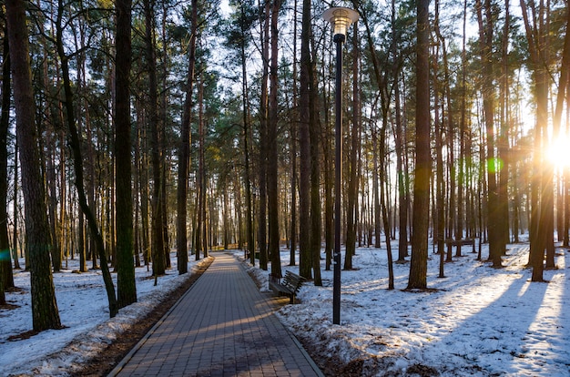 Sun rays of the evening sunset in the winter pine forest