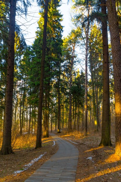 Raggi di sole del tramonto sera nella foresta di pini d'inverno