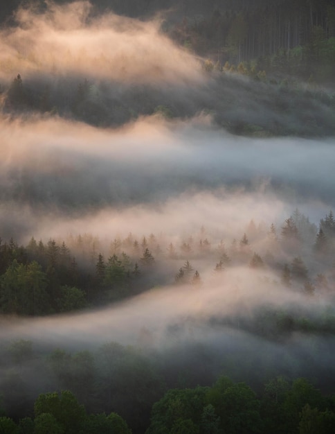 Sun rays falling on growing vegetation in a forest