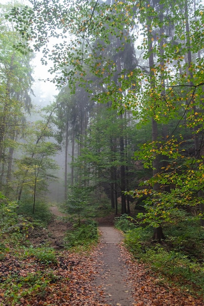 Raggi di sole in una nebbia in una nebbiosa foresta verde mattina osnabruck germania