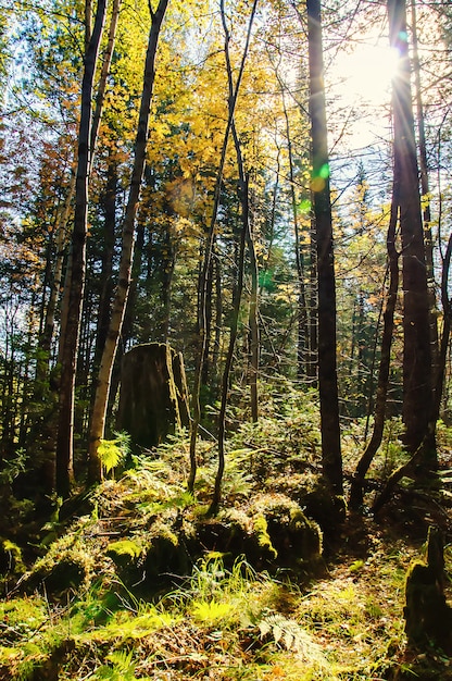 Sun rays from the bright sun shining between the trees of the green forest with the fern bushes green grass