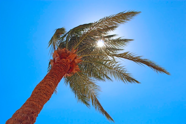 Sun rays make their way through branches of palm tree Travel concept Tropical recreation Vacations in tropics Lifestyle concept High date tree African sun