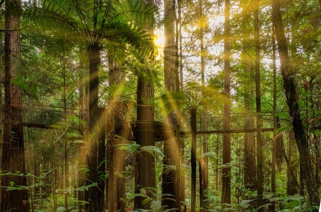 Sun rays in the Redwoods