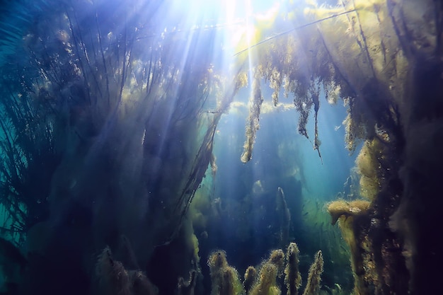 sun rays river underwater landscape / abstract underwater landscape plants fresh ecosystem