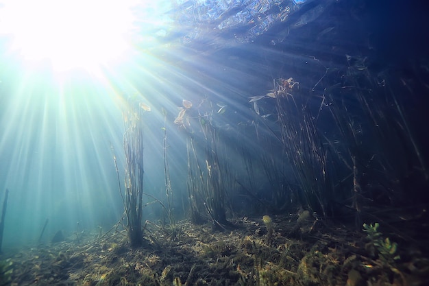 sun rays river underwater landscape / abstract underwater landscape plants fresh ecosystem