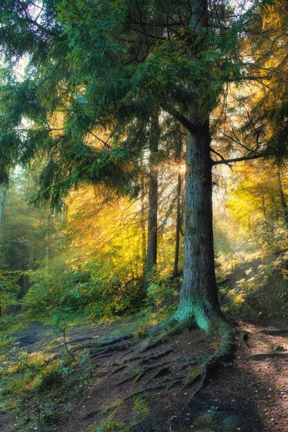 The sun rays shine through the haze in the summer forest