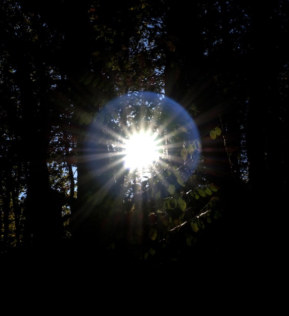 Sun rays shining through trees nature background