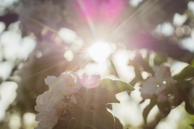 写真 開花するリンゴの木の枝を通る太陽光線