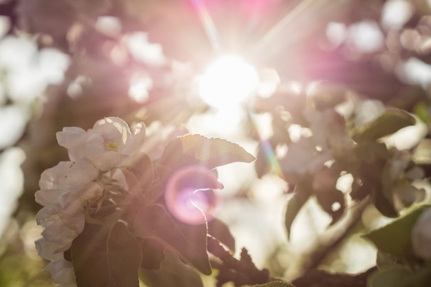 開花するリンゴの木の枝を通る太陽光線